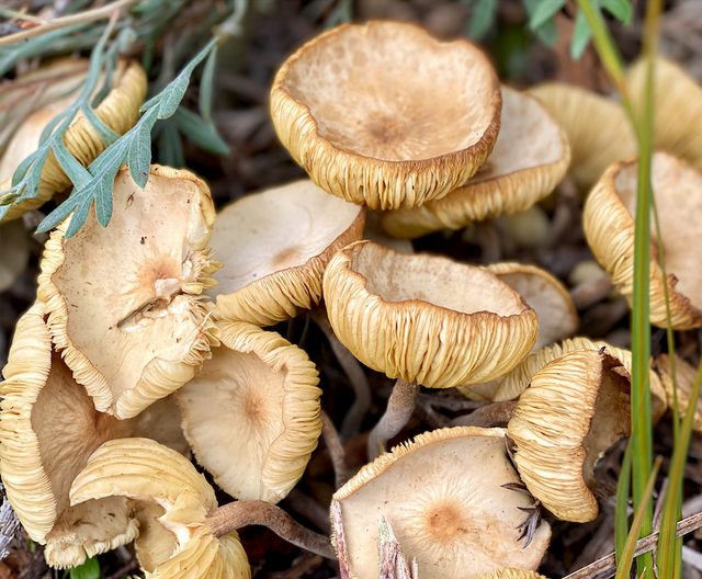 All Things Mushrooms With Rigatoni with Mushroom Sauce Recipe
