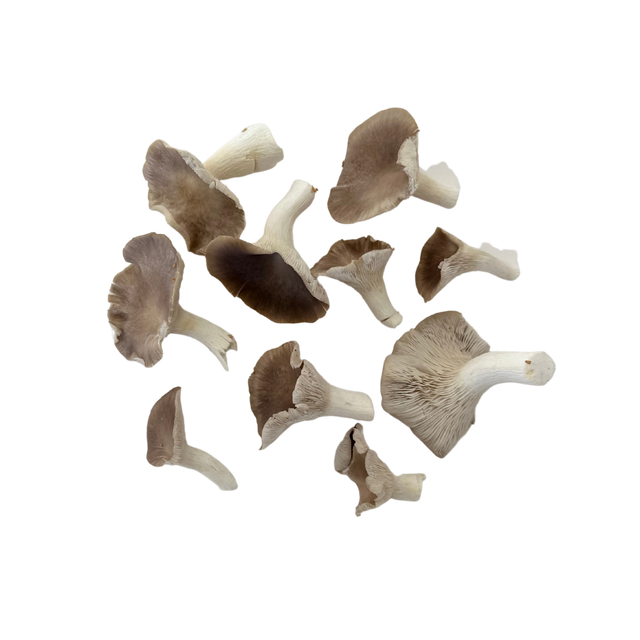 NZ Oyster Mushrooms